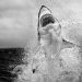Chris Fallows foto 1