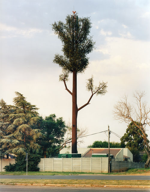 robertvoit_new_trees_3