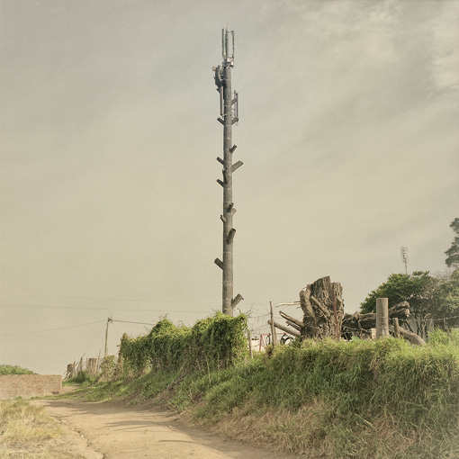 Invasive Species, Stellenbosch (2009)