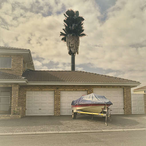 Invasive Species, Brackenfell South (2009)
